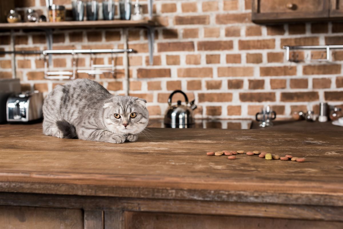 The Cat Factor