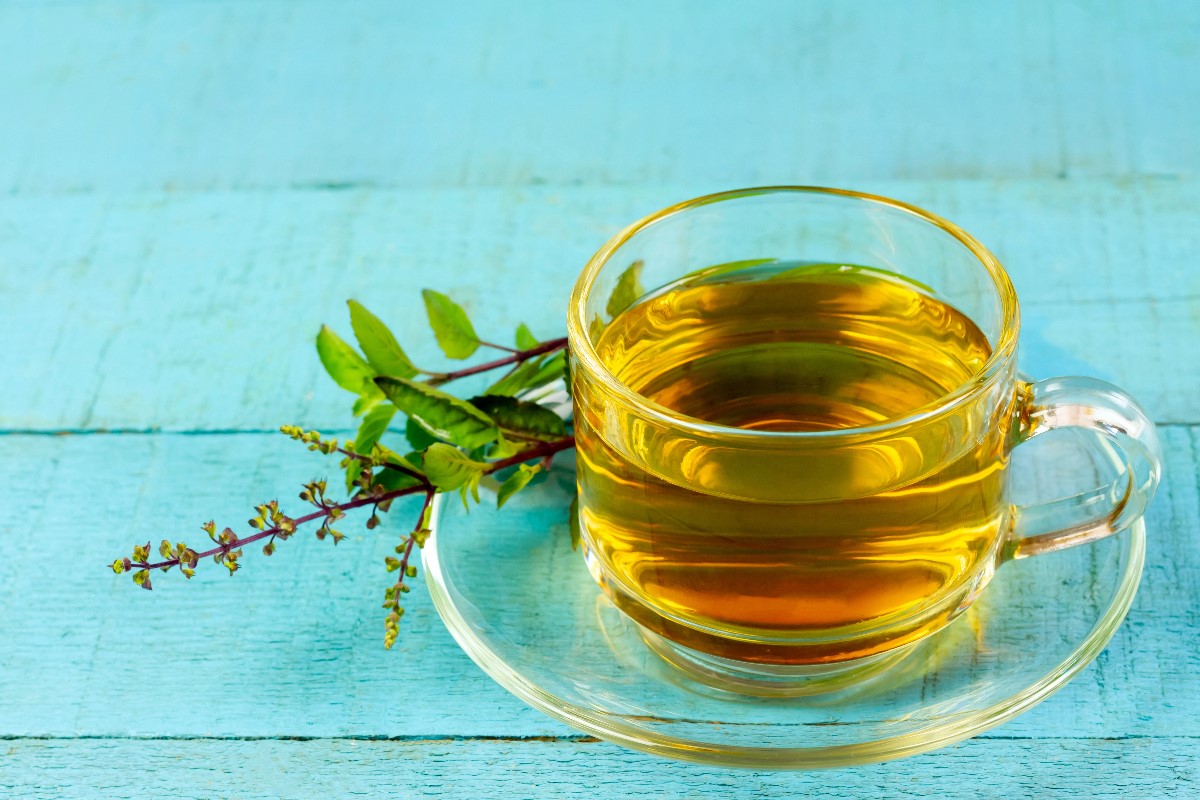 Tulsi holy basil