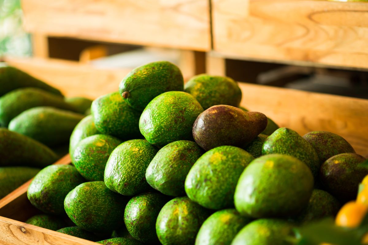 Variety of avocado