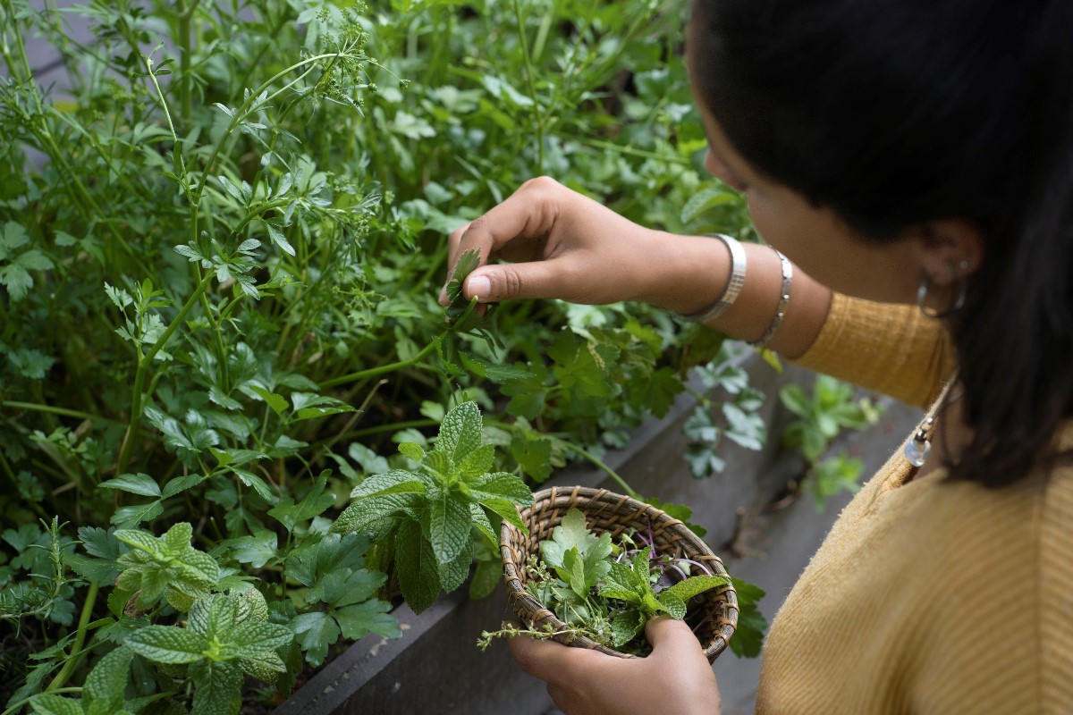 Woman picking spice