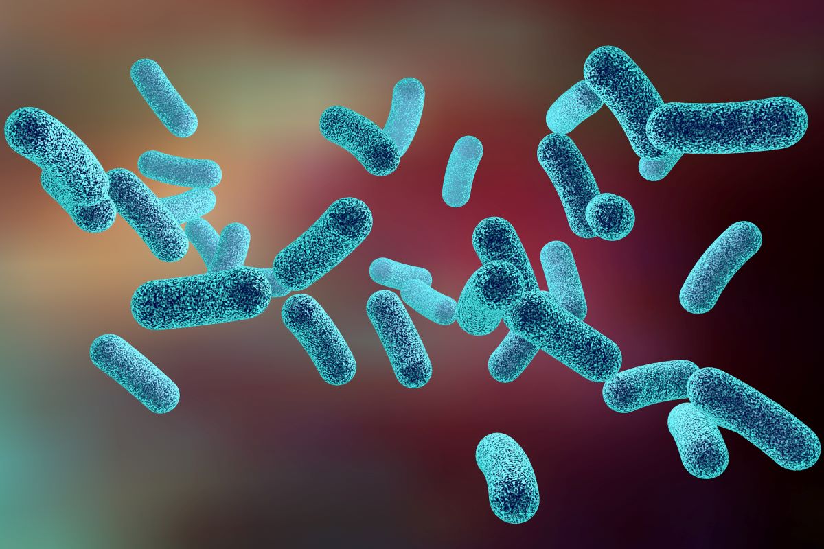 bacteria