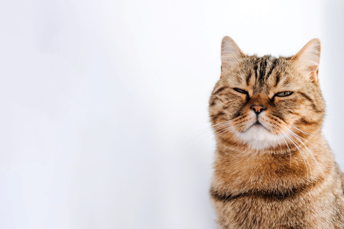 cats 2