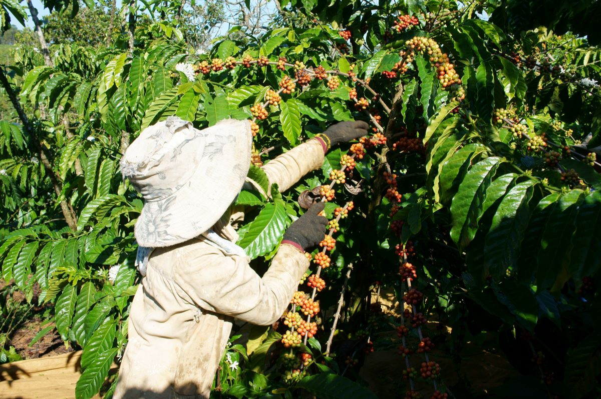 coffee harvest