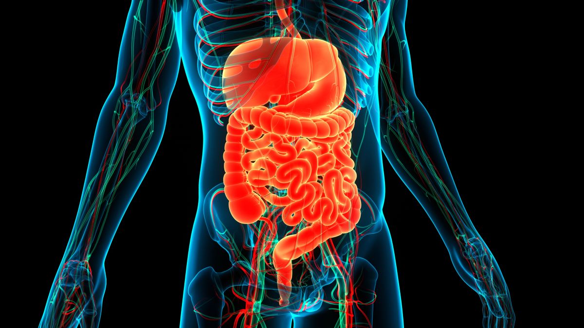 digestive