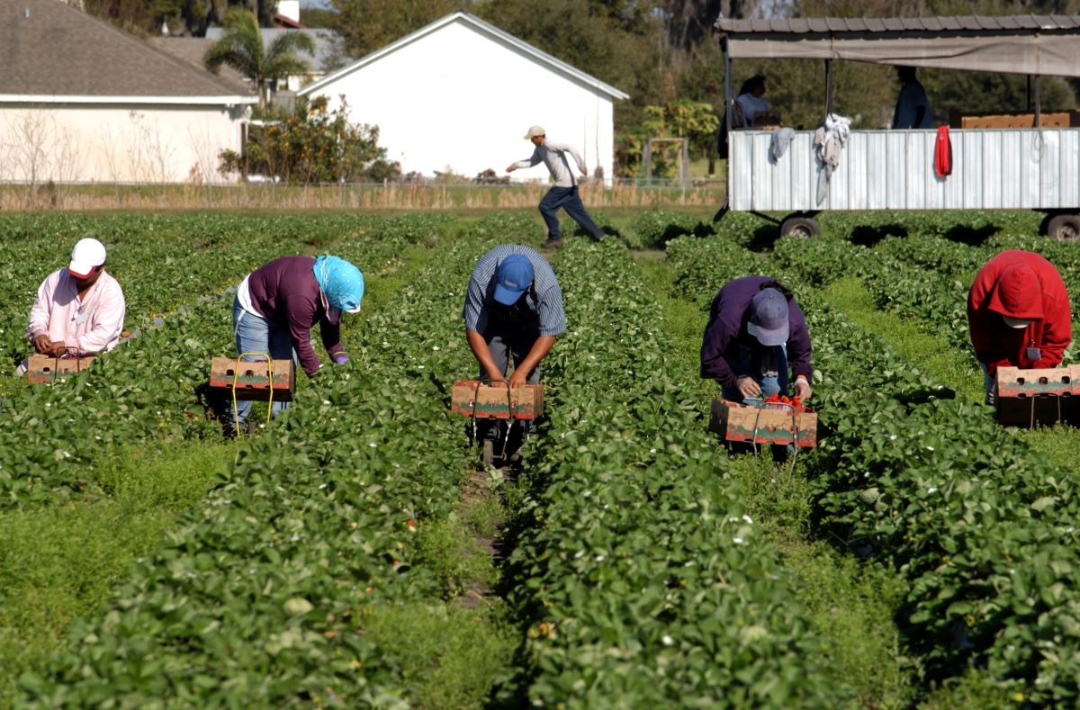 farmers