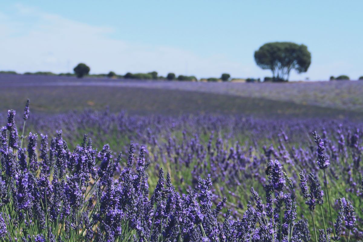 lavender field